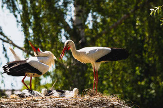 weiss storch begruessung