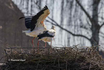 weissstoerche auf dem nest