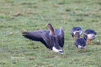blaessgans vogel wiese