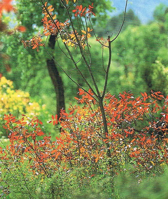 Flora endémica  del río Bergantes de Castellón, Comunidad Valenciana, España.