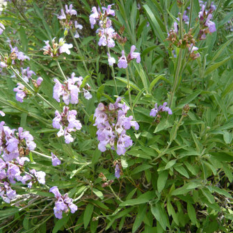 とうとう様　PRANAROM セージ 他　合計4点　精油 とうとう様 PRANAROM セージ 他 合計4点 精油 とうとう様