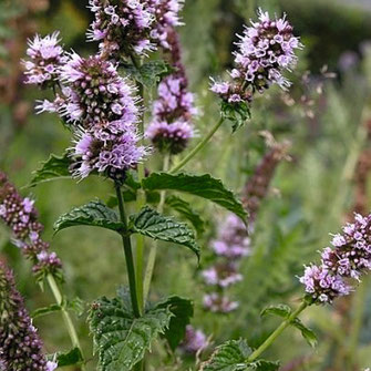 ナナミントBIO - ファファラ farfalla 自分の心地よさをみつける