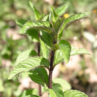 アロマロールオン ウェルビーイング＜ミント＞ - ファファラ farfalla