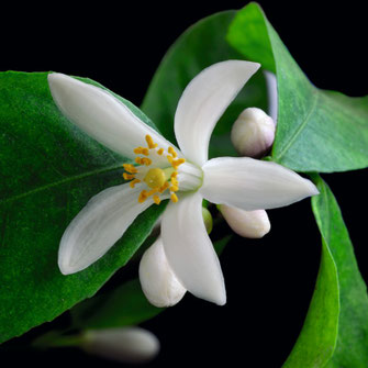 ファファラ ナチュラル オーデパフューム＜ウッディベルガモット