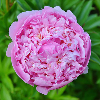 芳香蒸留水 ローズ<BIO> - ファファラ farfalla 自分の心地よさを