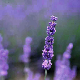 farfalla ファファラ 芳香蒸留水　ラベンダー(BIO)(75m) ×3点セット 楽天市場】farfalla ファファラ 芳香蒸留水 ラベンダー(BIO)(75m) ×3点