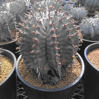 ユーフォルビア・ホリダ 親株ギャラリー - 多肉植物通販・販売｜たにっ