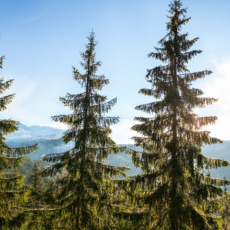 Les sapins qui sont sources de Miellat pour les pucerons et les abeilles de Nouvelle-Zélande