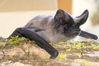 Faltlippenfledermaus ( Foto: Zahn Dr. Andreas, LBV-Bildarchiv)