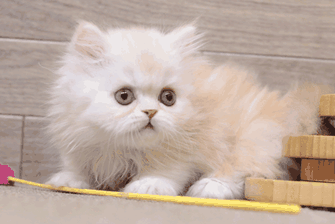ミヌエット（MIR722）子猫写真