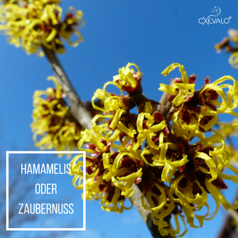 Hamamelis-Blüte