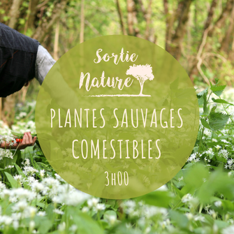 ENS La Pomardière ; Chinon ; sortie 37 ; Touraine ; Nature ; Saint-Benoît-la-Forêt ; Plantes sauvages comestibles