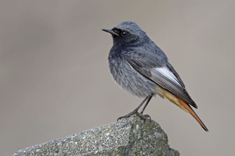 Der Hausrotschwanz ist Vogel des Jahres