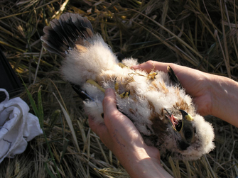 Junge Wiesenweihe bei der Beringung. Foto: S. Ribits