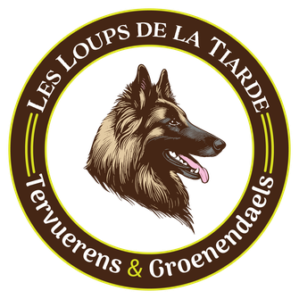 élevage professionnel, Bergers Belges, Tervueren, Groenendael, chiens équilibrés, installations élevage