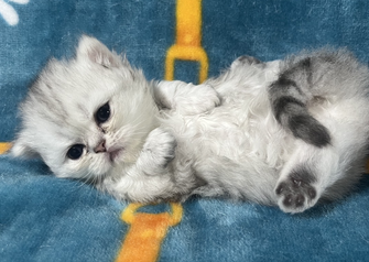 ミヌエット　仔猫　販売　京都　長毛