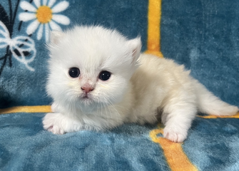 ミヌエット　仔猫　販売　京都　長毛