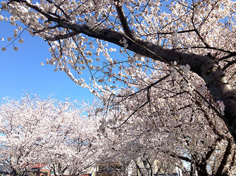 JPさん：埼玉県新座市(3/31)