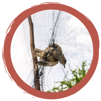 Gefahren auf dem Vogelzug