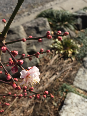 盆栽出身の早咲きの梅