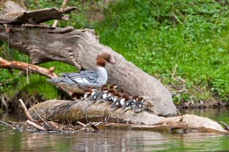 Ein Gänsesäger (eine Entenart) mit Küken. Sie stehen auf einem Baumstamm, der in einem Gewässer liegt.