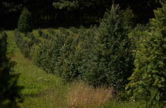 Eine Tannenbaum Plantage