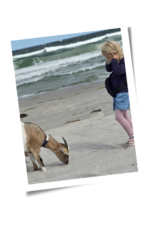 Ziegenwanderung Zingst Ostseeurlaub mit Kindern Aktivitäten in der Freizeit mit Familie und Kinder am Strand