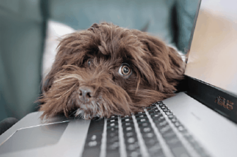 chien dont la tête est doucement posée sur le bord d'un clavier d'ordinateur portable