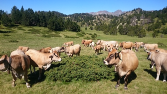 Gaec de Bergne - Mervoyer - Campagne sur Aude