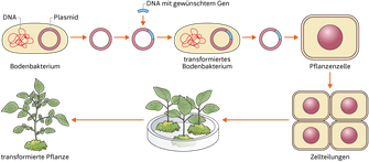 Wissenschaftliche Illustration Grüne Gentechnik, gentransformierte Pflanzen