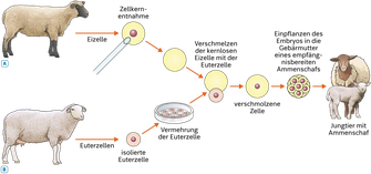 Wissenschaftliche Illustration reproduktives Klonen, Schaf Dolly, Klonen
