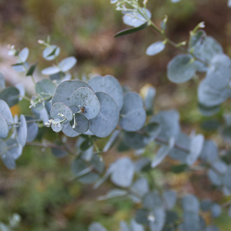 アロマブレンド ディフェンス ＜ユーカリプタス＞ - ファファラ