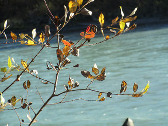 Zweige Fluss