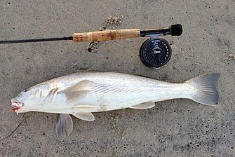 Corbina: Ghost of the Pacific Surf Zone Fly Fishing San Diego 