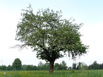 Apfelbaum, Irland