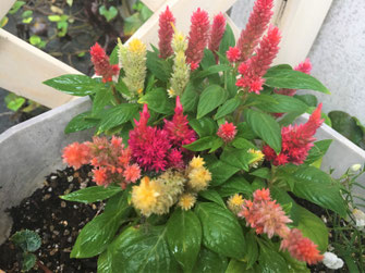 種を植えてないのにスタジオ前に咲いたこの花は、何でしょう?