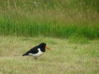 Ein Austernfischer mit weiß-schwarzen Federn und dem typisch langen, schmalen roten Schnabel steht auf einer Wiese. Der Vogel ist das Nationaltier der Färöer.