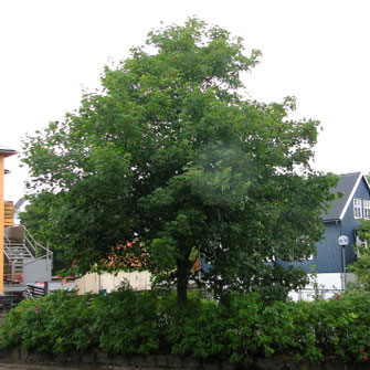 Ein strammer Laubbaum in der Innenstadt von Tórshavn.