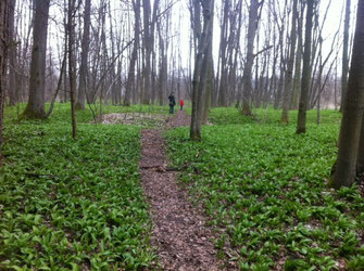 Bärlauch im Wald; Begegnung mit einem Pflanzenwesen; Foto: Irene Arbeithuber