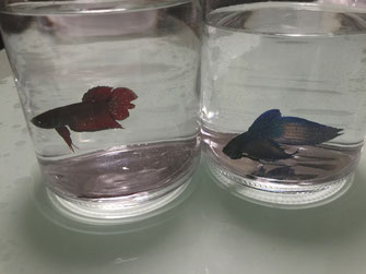 赤と青いベタ