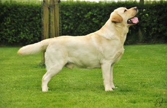 labrador toscana firenze