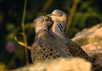 Foto: NABU/Ralf Thierfelder