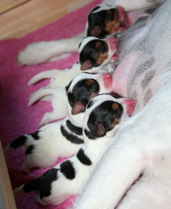 Auch die C's können ihre Kennel-Abstammung nicht glaubhaft leugnen (sehr kräftiges Tricolor mit Vollmaske)