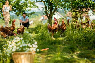 So leben glückliche und gesunde Hühner auf dem Bächlehof in Bottenau