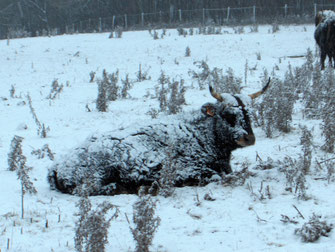 Nymphea vache aurochs reconstitué sous la neige, remarquez son poil isolant