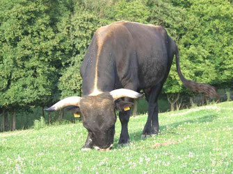 Thanatos, taureau aurochs reconstitué raie dorsale et cornage