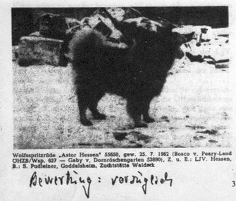 Astor Hessen Wolfsspitz Giant Spitz hunting breed
