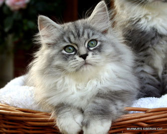 gattina siberiana black silver tabby mc. & white