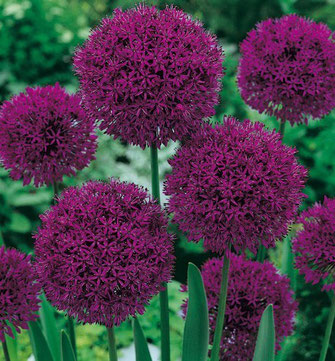 Aglio ornamentale (Allium) Fam. Liliaceae (Bulbo)