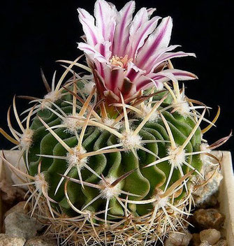 echinofossulocactus-phyllacanthus-fam-cactaceae.